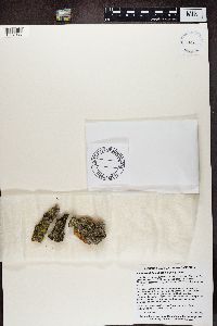 Media resource of Candelariella subdeflexa