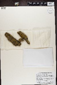 Solitaria chrysophthalma image