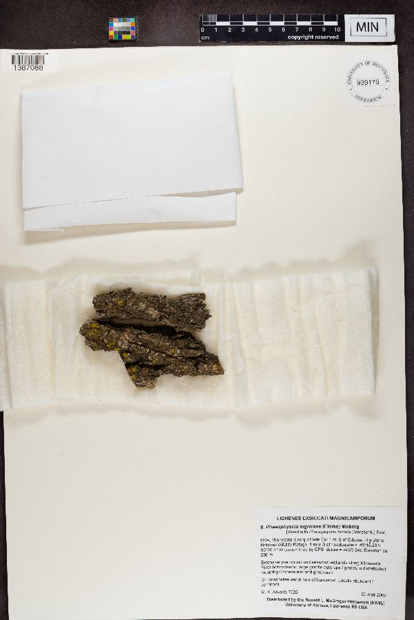 Phaeophyscia nigricans image