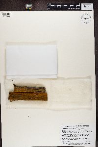 Caloplaca microphyllina image