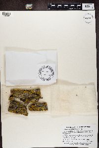 Candelaria fibrosa image