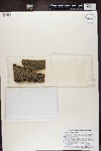 Physcia millegrana image