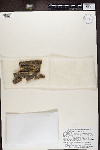 Lecidella euphorea image