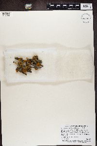 Teloschistes chrysophthalmus image