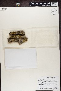 Gyalolechia flavorubescens image