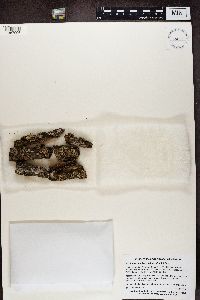 Physconia leucoleiptes image