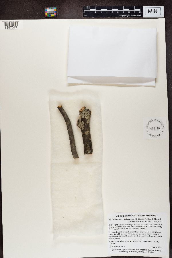 Amandinea dakotensis image