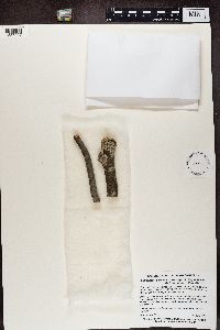 Image of Amandinea dakotensis