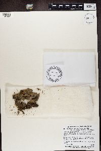 Hyperphyscia syncolla image