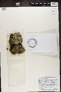 Parmelia sulcata image