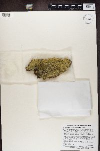 Flavopunctelia soredica image