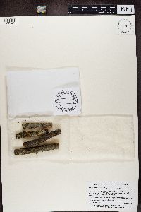 Chrysothrix caesia image