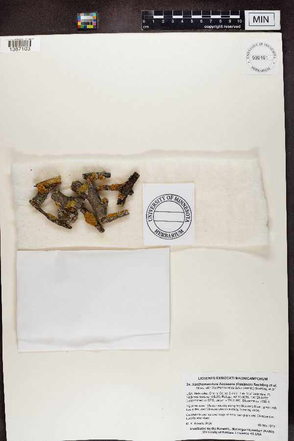 Xanthomendoza hasseana image