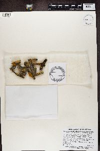 Media resource of Xanthomendoza hasseana