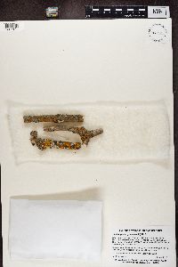 Athallia pyracea image