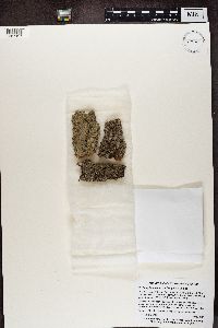 Caloplaca ulcerosa image