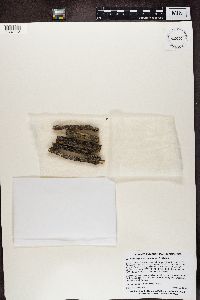 Media resource of Arthrosporum populorum