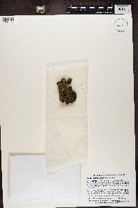 Candelariella antennaria image