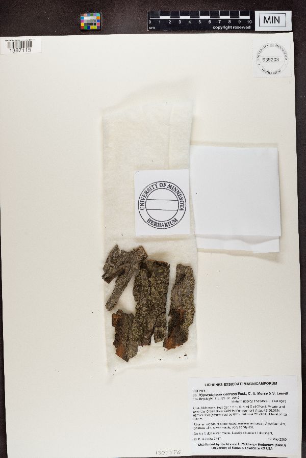 Hyperphyscia confusa image