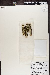 Flavopunctelia soredica image