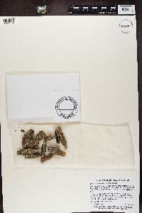 Caloplaca ulmorum image