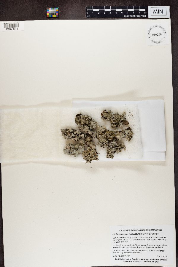 Parmotrema reticulatum image