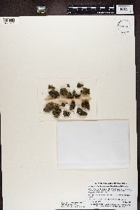 Bacidia bagliettoana image