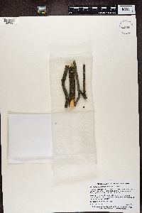 Arthrosporum populorum image