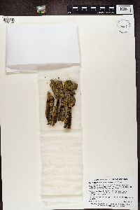 Phaeophyscia hirsuta image