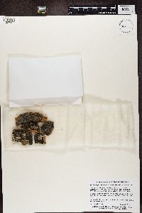 Strangospora microhaema image