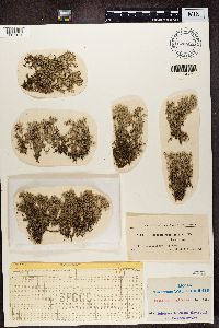 Cladonia rangiferina image