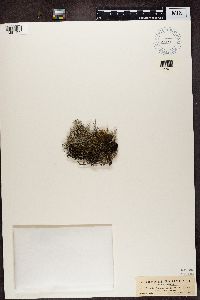Cladonia rangiferina image