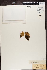 Peltigera membranacea image