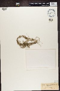 Usnea trichodea image