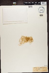 Usnea longissima image