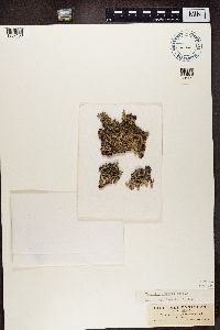 Parmelia sulcata image