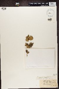 Hypogymnia enteromorphoides image