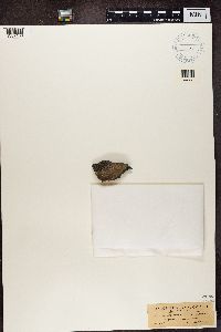 Aspicilia cinerea image