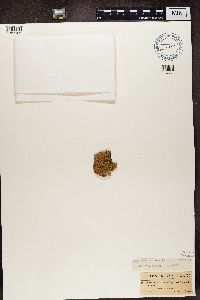 Menegazzia terebrata image