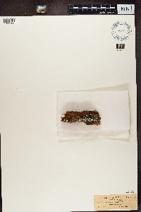 Variolaria amara image