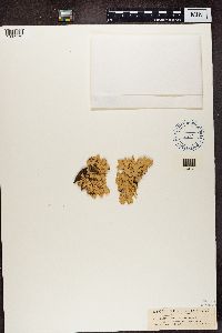 Pseudocyphellaria multifida image