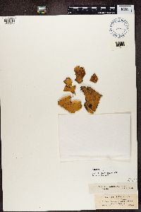 Peltigera aphthosa image