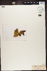 Pseudocyphellaria aurata image