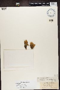 Peltigera canina image
