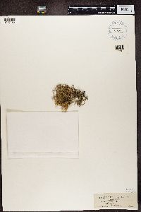 thumbnail image of current specimen