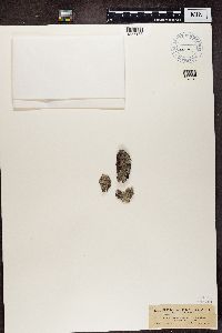 Lecanora elatina image