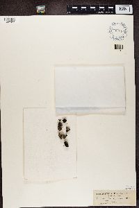 Trapeliopsis granulosa image