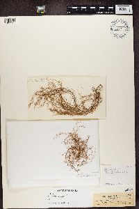 Usnea ceratina image