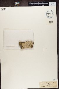 Varicellaria velata image