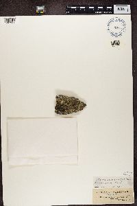 Dimelaena oreina image